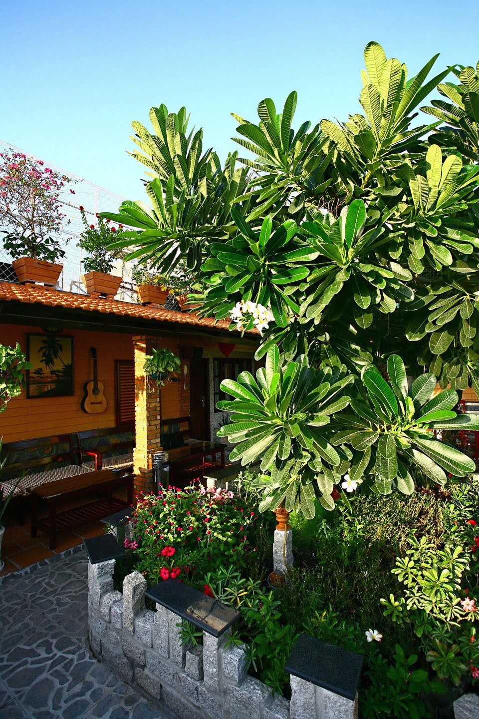 Mang_xanh (07)_resize