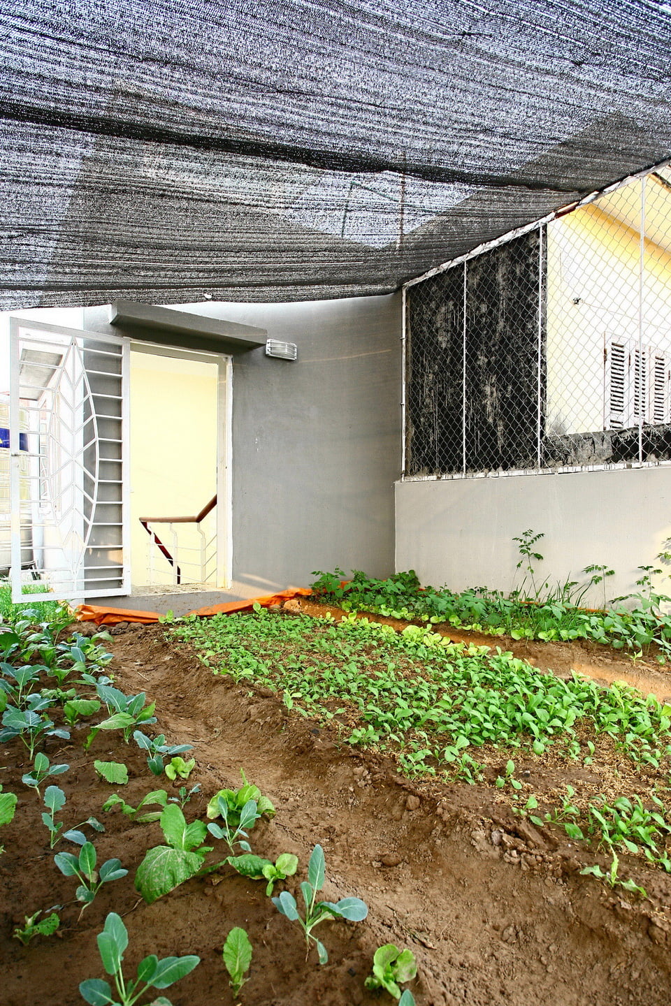 Mang_xanh (13)_resize