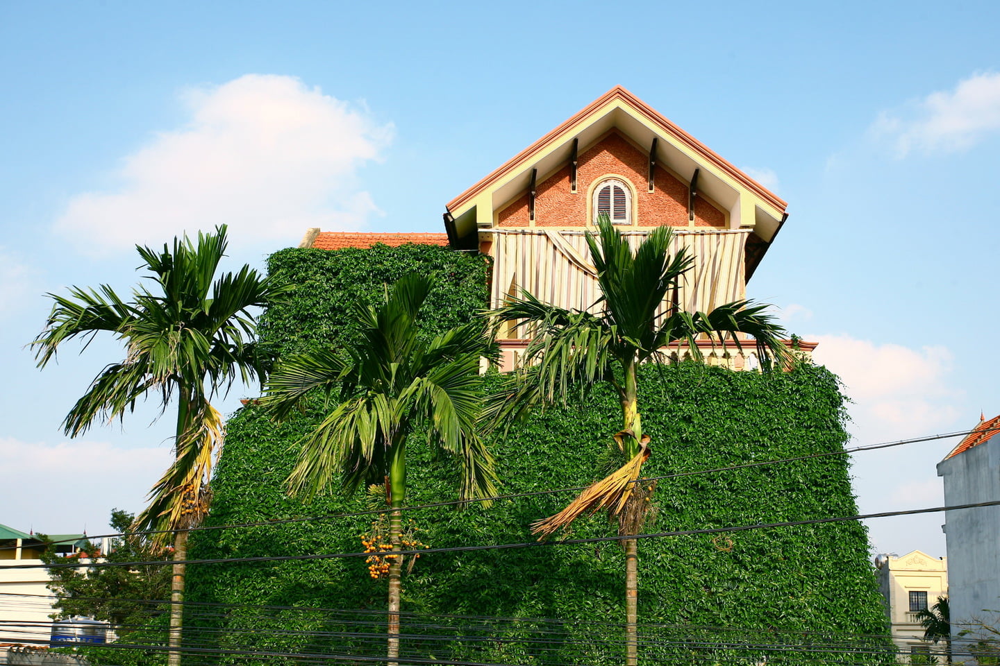 Mang_xanh (15)_resize